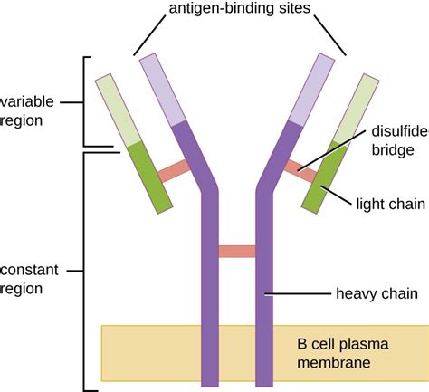 B Lymphocytes And Humoral Immunity Microbiology