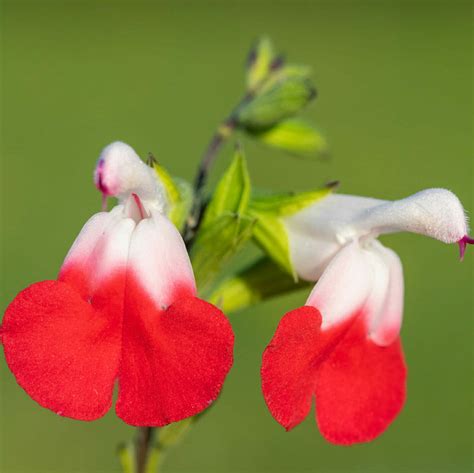 Salvia Hot Lips Muddy Trowel