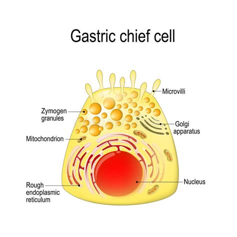 Gastric Gland The Cell In The Human Gastric Corpus Stock Illustration