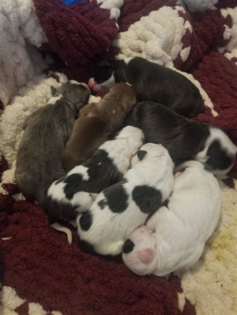 APBT pups Update.. 😎😃🥰 : r/pitbulls