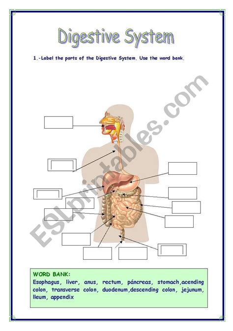 Digestive System Vocabulary Esl Worksheet By Refuerzo