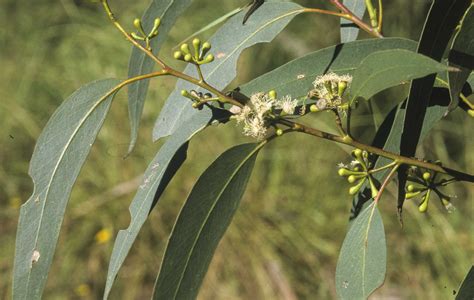 Eucalyptus Sclerophylla Flowers Australian Plants Society