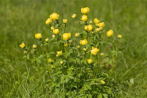 Globe Flower Trollius Europaeus Photo Imagebroker Frank Sommariva