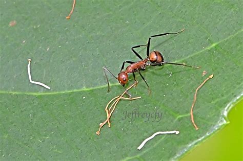 Camponotus Nicobarensis Jeffreycfy Flickr