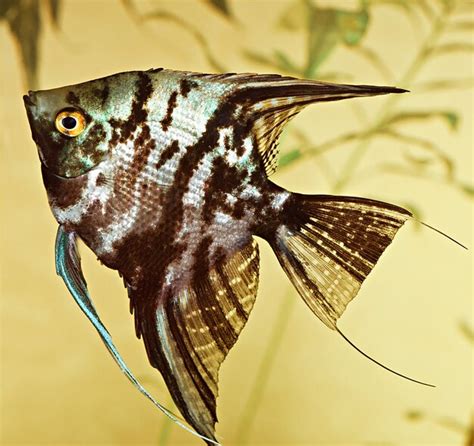 Premium Photo | Fish pterophyllum scalare