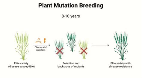 mutation breeding mutations  crop improvement biology notes
