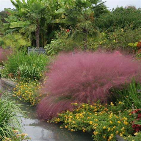 Pink Muhly Grass Landscape Jardins Paysage Projet Maison