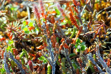 Tundra Plant Life Extreme Around The World With Marty Essen