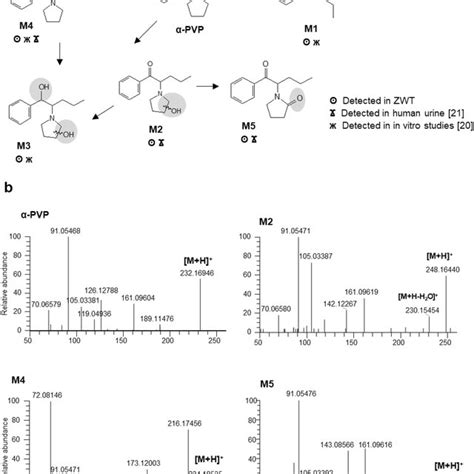 Cytochrome P450 inhibition mechanism proposed for methylone | Download Scientific Diagram