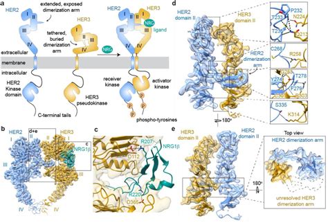 Trastuzumab Structure