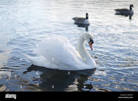 Mute Swan On The Serpentine Hyde Park Stock Photo Alamy