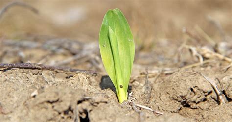How Should Farmers Price Corn Silage Farm Progress