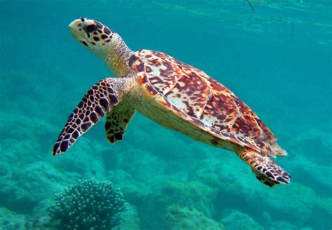 Turtle & Shipwreck Snorkel Tours in Barbados | Harbour Lights