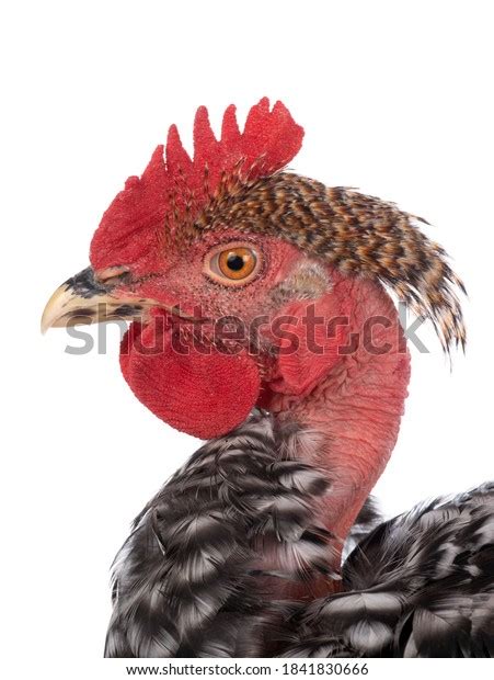 Portrait Naked Neck Rooster Isolated On Stock Photo
