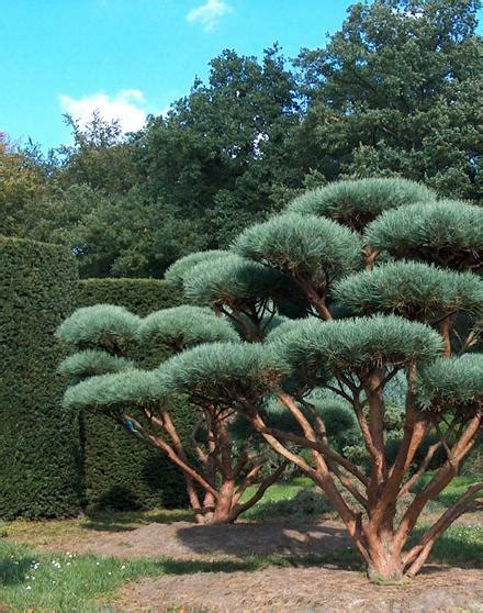 Topiary Water S Pine Triple Tree Nurseryland