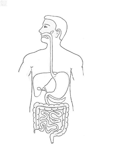 Step By Step Tutorials On Drawing Biology Diagrams Human Digestive System Biology Drawing