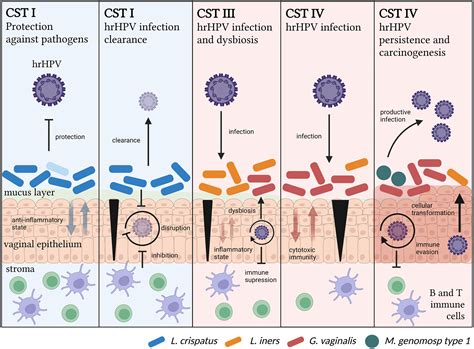 Assessing The Cervicovaginal Microbiota In The Context Of Hrhpv