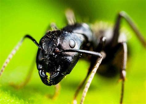 Do Carpenter Ants Bite? Allergic Reaction, Prevent, Treat » The Buginator