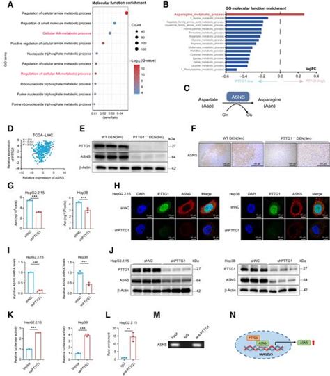 Pttg1 Reprograms Asparagine Metabolism To Promote Hepatocellular