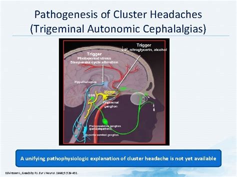 Pathophysiology Structures Related With Headache 2 Primary Vs