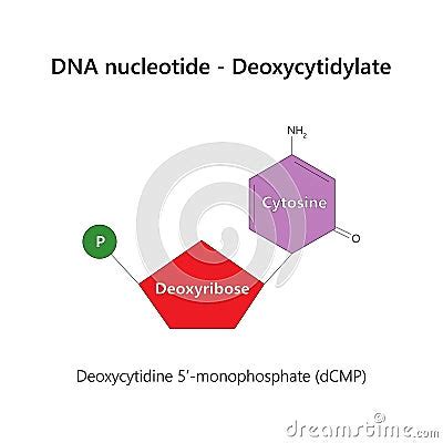 DNA Nucleotide (deoxyribonucleotide) - Deoxycytidylate. Cartoon Vector ...