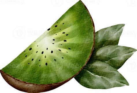 Watercolor Kiwi Fruit Element 16534680 PNG