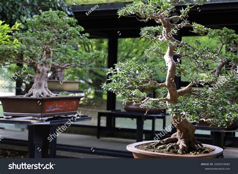 Bonsai Trees Species Collection Labelled Names Stock Photo 2209374587 ...