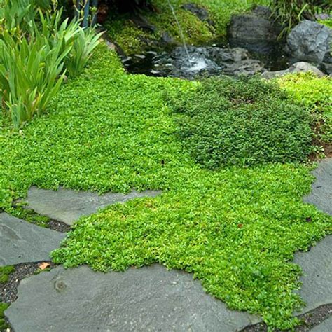 Ground Cover Plants The Best Plant Options For Covering Large Areas In