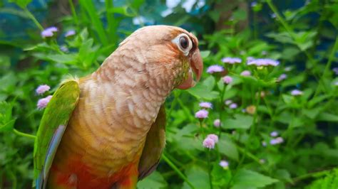 Getting A Green Cheek Conure Sounds My Green Conure Singing For You