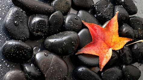 Gorgeous Black Stones Red Autumn Leaf Hd Wallpaper Pxfuel