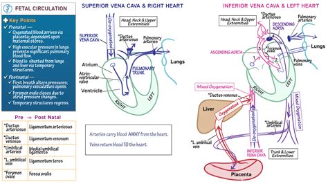 Fetal Heart Circulation Pathway Image To U