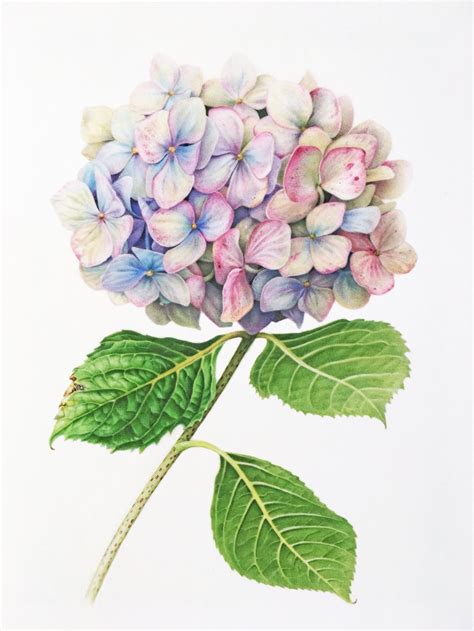 Hydrangea 1 Fine Art Print — Botanicals By Karen Kluglein