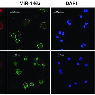 Uptake Efficiency And Cytocompatibility Of RALA E MiR 146a Complex In