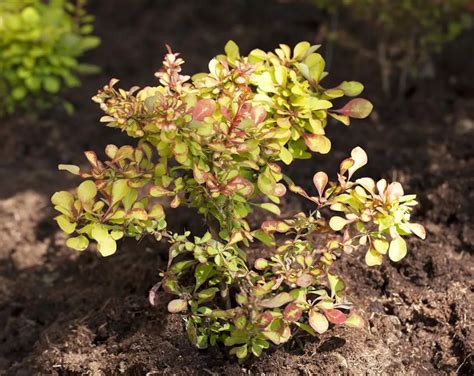 Berberis thunbergii Grüne Hecken Berberitze Giesebrecht KG