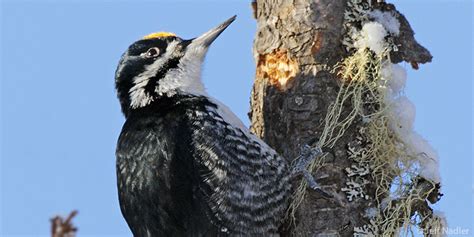 Boreal Woodpeckers: field insights from an applied research project in ...