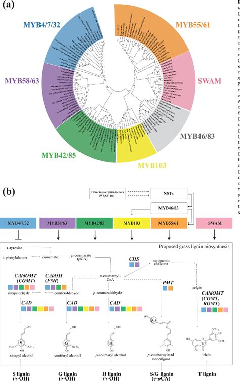 Figure From Myb Mediated Regulation Of Lignin Biosynthesis In Grasses