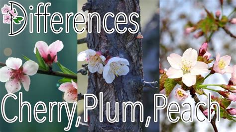 Difference Between Cherry Plum And Peach Blossoms YouTube