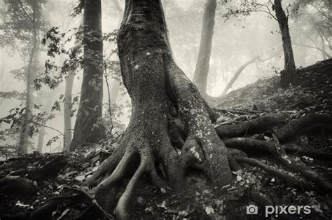 Fotomural Viejo Rbol Con Ra Ces Grandes En Un Bosque Con Niebla