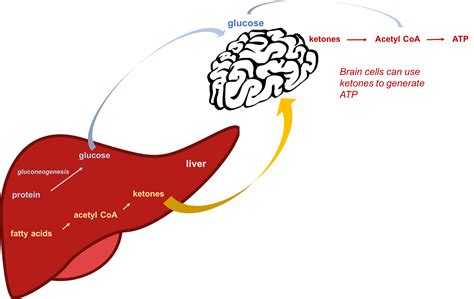 Glucose Regulation And Utilization In The Body Nutrition Science And