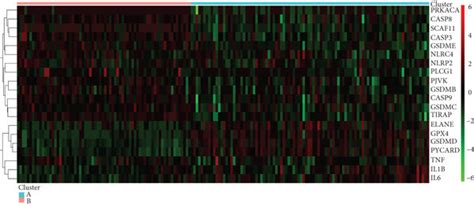 Identification Two Different Subtypes Of Pyroptosis Patterns In Dcm Download Scientific