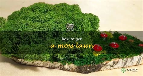 Unlock The Secrets Of A Lush Moss Lawn A Step By Step Guide Shuncy