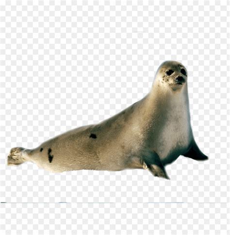 Harbor Seal Toppng