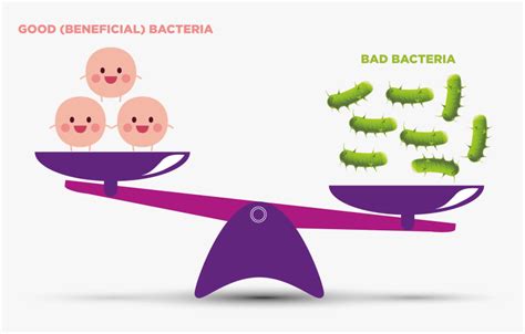 Good Bacteria Vs Bad Bacteria, HD Png Download - kindpng