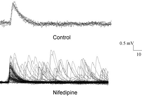 nifedipine mediated mobilization  intracellular calcium stores