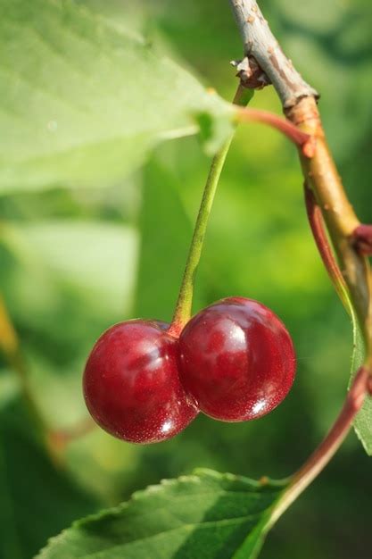 Primer plano de cerezas rojas maduras en un árbol delante de hojas