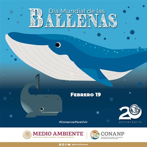 ¡hoy Es El Día Mundial De Las Ballenas Comisión Nacional De Áreas