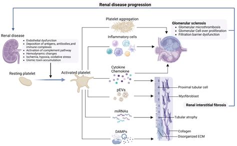 Platelets in Renal Disease