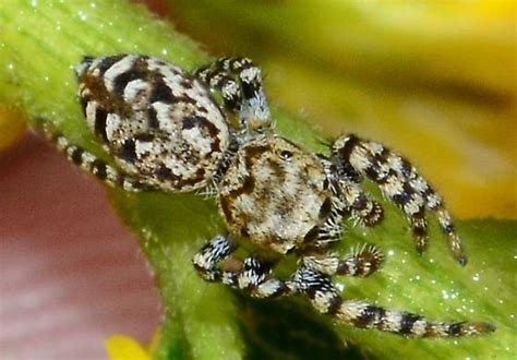 Jumping Spider On Goldenrod Pelegrina Galathea BugGuide Net