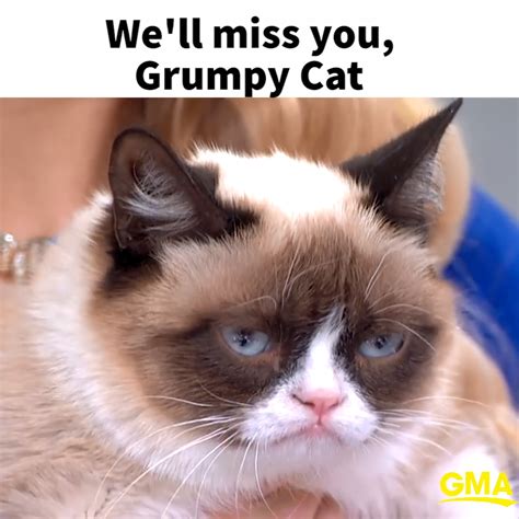 Internet Sensation Grumpy Cat Has Died At Age 7 Artofit