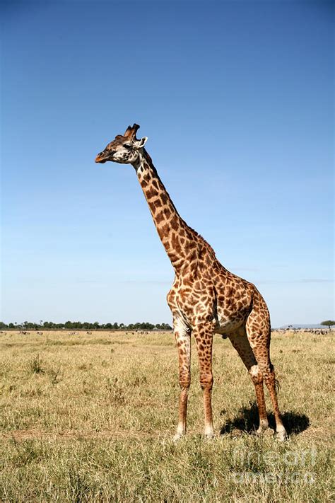 Giraffe Standing In The Grasslands Photograph By Paul Banton